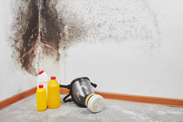 Best Attic Mold Remediation in Pageland, SC