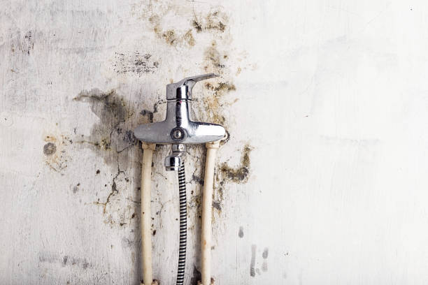 Best Emergency Mold Remediation in Pageland, SC