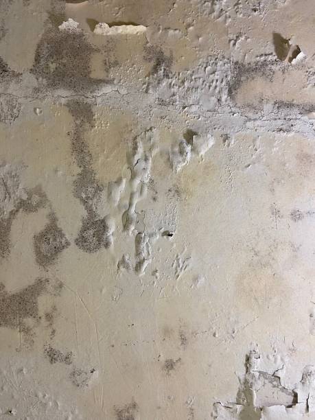 Best Mold Remediation for Specific Building Types in Pageland, SC