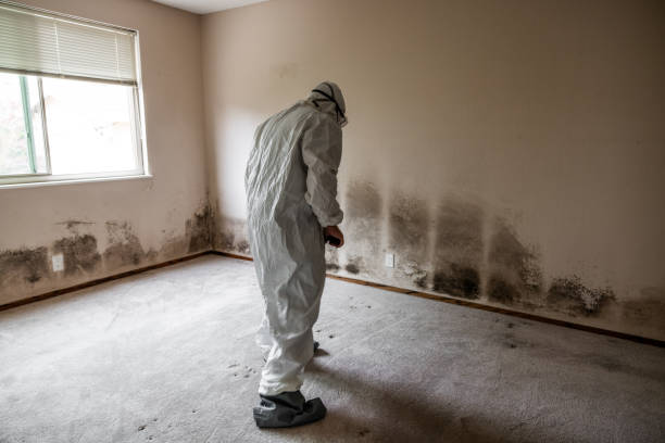 Professional Mold Remediation in Pageland, SC